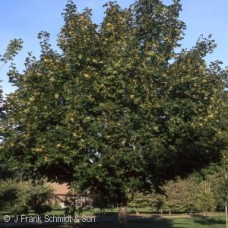 ACER PLA EMERALD LUSTRE