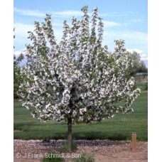 MALUS DONALD WYMAN