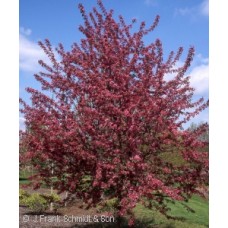 MALUS PURPLE PRINCE