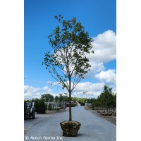 ULMUS WIL PROSPECTOR ULMUS WIL PROSPECTOR