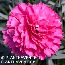 DIANTHUS EARLY BIRD SHERBET