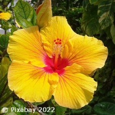 HIBISCUS YELLOW