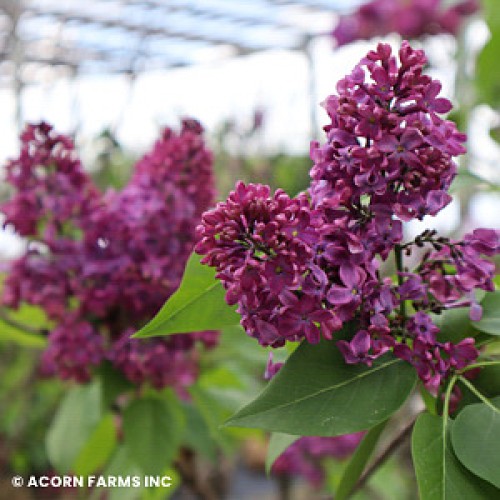 BURGUNDY QUEEN® RED FRENCH LILAC