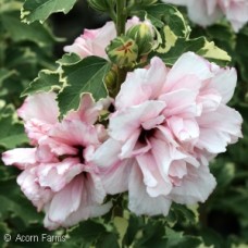 HIBISCUS SYR SUGAR TIP