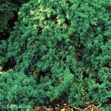 JUNIPERUS PRO NANA