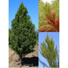 TAXODIUM DIS LINDSEY'S SKYWARD