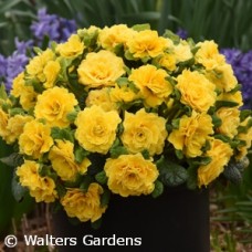 PRIMULA P BELARINA SPRING SUN