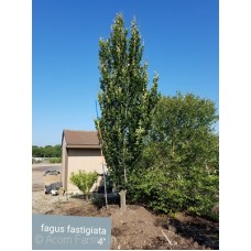 FAGUS SYL FASTIGIATA