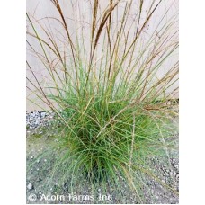 MISCANTHUS SIN LITTLE KITTEN