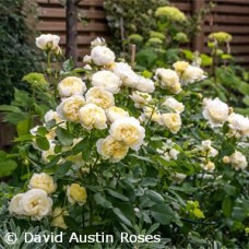 ROSA VANESSA BELL ER