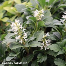 PACHYSANDRA TERMINALIS