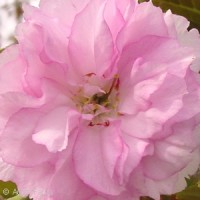 PRUNUS SER ROYAL BURGUNDY