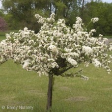 MALUS SARGENTII TINA