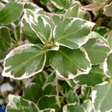 EUONYMUS FOR EMERALD GAIETY