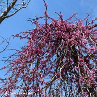 CERCIS CAN LAVENDER TWIST