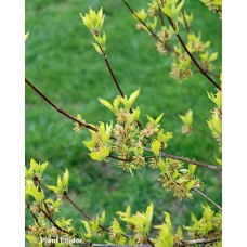 CORNUS RUT AURORA