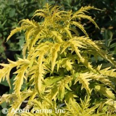 SAMBUCUS NIG GOLDEN TOWER