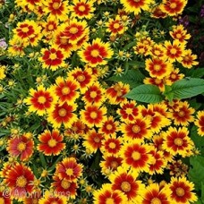 COREOPSIS GOLD AND BRONZE