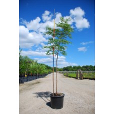 GYMNOCLADUS DIO DECAF
