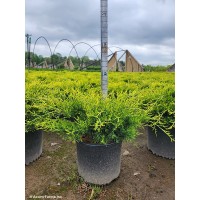 JUNIPERUS CHI OLD GOLD