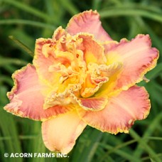 HEMEROCALLIS UNLOCK THE STARS