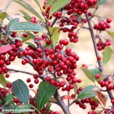 ARONIA ARB BRILLIANTISSIMA