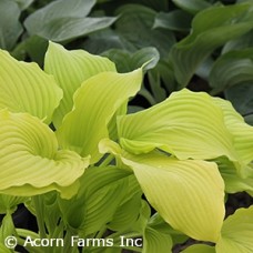 HOSTA DANCING QUEEN