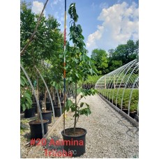 ASIMINA TRILOBA