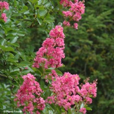 LAGERSTROEMIA IND HOPI