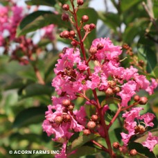 LAGERSTROEMIA ZUNI