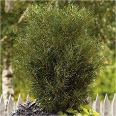 RHAMNUS FRA FINE LINE