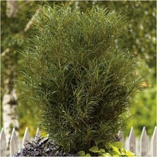 RHAMNUS FRA FINE LINE