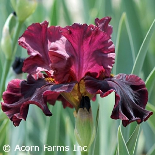 RED RAPTOR BEARDED IRIS