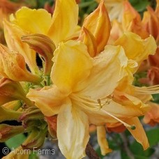 AZALEA EXB GOLDEN LIGHTS