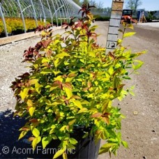 SPIRAEA X BUM GOLDFLAME