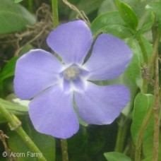 VINCA MINOR