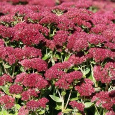 SEDUM SPE AUTUMN FIRE