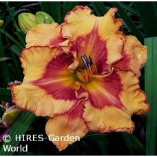 HEMEROCALLIS POINTED PERFECTIO