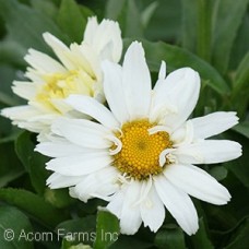 LEUCANTHEMUM SPOONFUL OF SUGAR