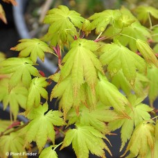 ACER PAL SUMMER GOLD