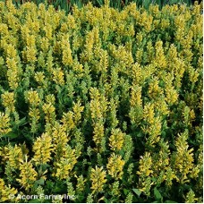 AGASTACHE POQUITO BUTTER YELLW