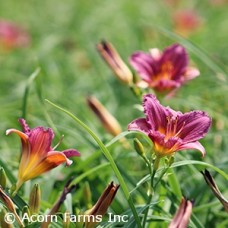 HEMEROCALLIS PURPLE DE ORO