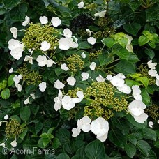 HYDRANGEA PETIOLARIS