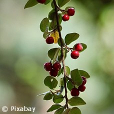 COTONEASTER DAM CORAL BEAUTY