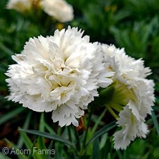 DIANTHUS EARLY BIRD FROSTY