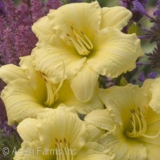 HEMEROCALLIS GOING BANANAS