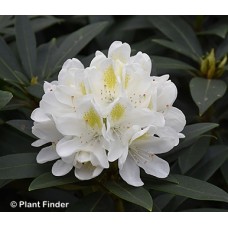 RHODODENDRON CAT CHIONOIDES