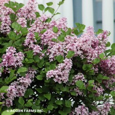 SYRINGA PATULA MISS KIM