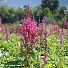 ASTILBE CHI STRAWBERRY CAKE