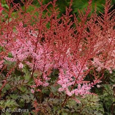 ASTILBE DELFT LACE